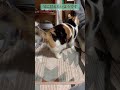 【三毛猫】登場の仕方がかわいいミケ