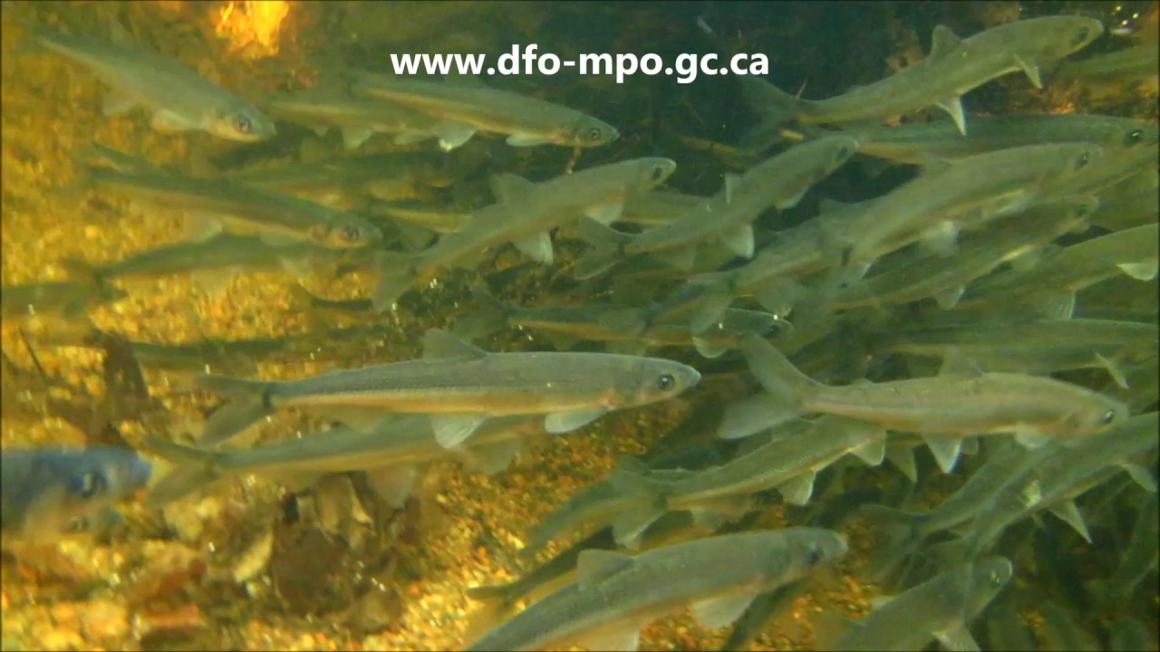 Rainbow Smelt (Lake Utopia smallbodied population, New Brunswick