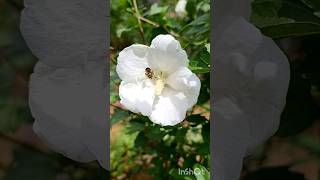 Полет пчелы. Гибискус. #shorts #shortsvideo #bee  #пчела #гибисеус #hibiscus #plants