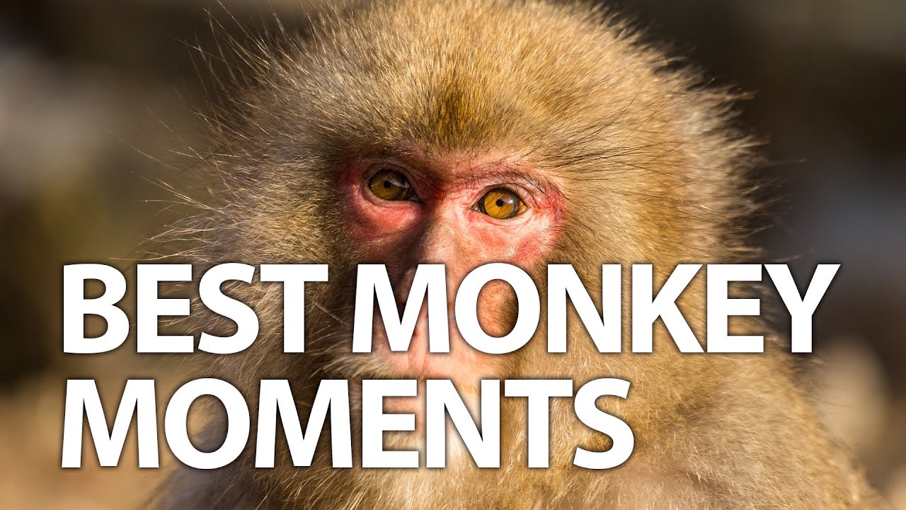Unforgettable Monkey Moments | A Compilation of Nature's Most Playful ...