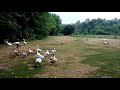 Драка 5 стад гусей