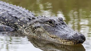 Crocodile Meat: Is It a Healthy Choice for Your Nutrition? How Much Protein In Alligator Meat