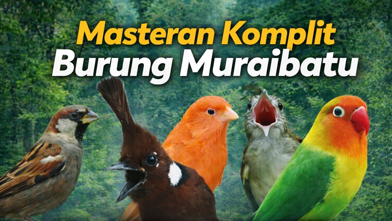Masteran Lengkap Suara Burung Kapas Tembak Cililin Kenari Lovebird Gereja Tarung 