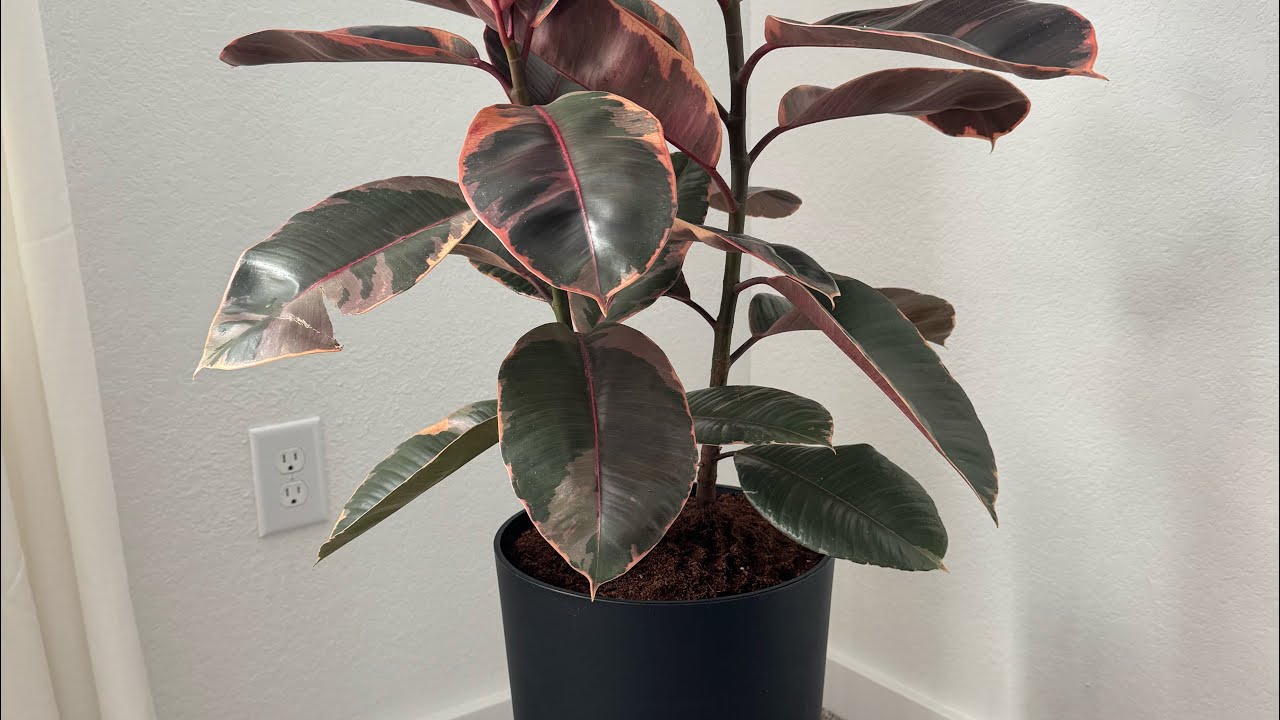 Self watering plant unboxing! 