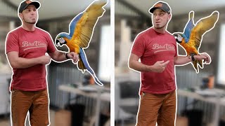 Attacked by a Macaw on Camera!