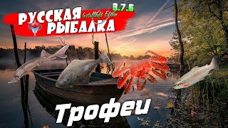 Русская Рыбалка Installsoft Edition 3.7.6 Трофеи #19 Осётр восточносибирский,Палтус белокорый