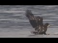 VIDEO オオワシ幼鳥20210106