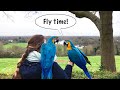 Mikey And Mia Visit Richmond (Parrot Free Flight) || Mikey The Macaw