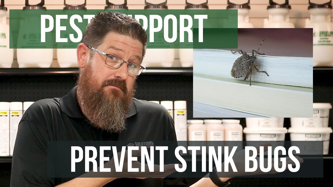 What can I do to Prevent Stink Bugs? | Pest Support - YouTube