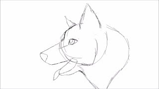 Wolf animation test