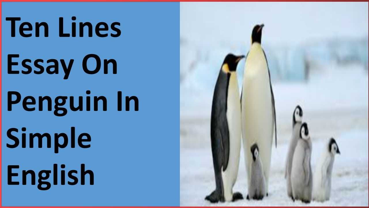 essay 5 sentences about penguin in english