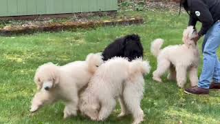 Standard Poodle Puppies from Puget Sound Standard Poodles Look at Them Go