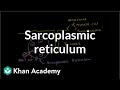 Role of the sarcoplasmic reticulum in muscle cells | NCLEX-RN | Khan Academy