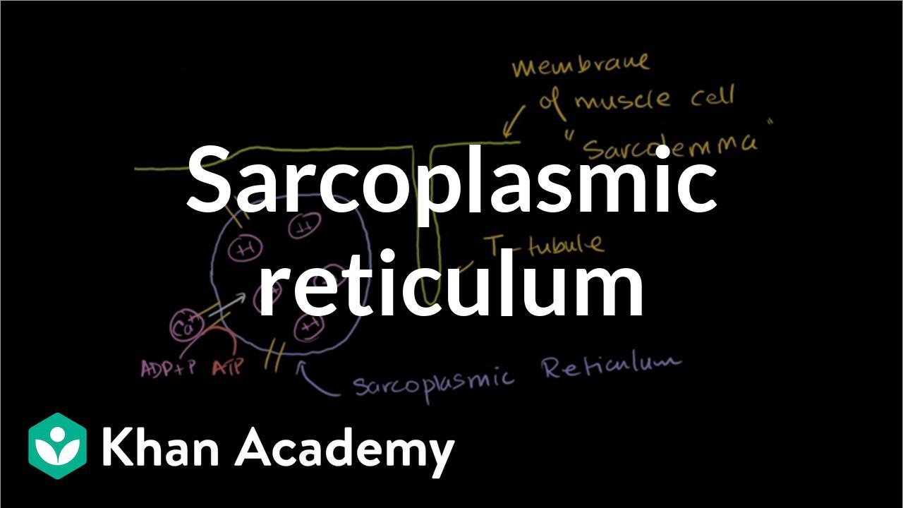 What Is Sarcoplasmic Reticulum - cloudshareinfo