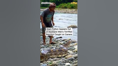 Giant Python Appears Out of Nowhere! Man