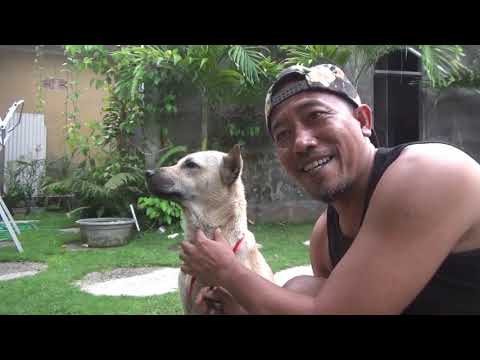 Video: Agresi Posesif Dan Teritorial Pada Anjing
