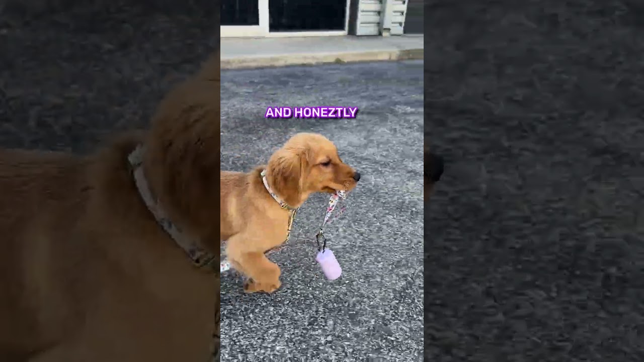 My Dog Takes Herself on a Walk…