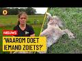 Ezeltje Pleun mishandeld en doodgeschoten | Omroep Brabant