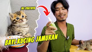 BAYI KUCING JAMURAN | INI OBATNYA AMAN DAN AMPUH