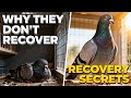 Why Your Pigeons Don’t Recover After Races(Recovery Tips)