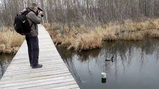 Early Spring Birdwatching at Clifford E. Lee Nature Sanctuary near Edmonton, Alberta, Canada