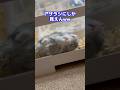 寝相がやばすぎるハムスター #ペット #おもしろ