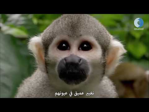 السمكة داخلك الحلقة الثالثة القرد داخلك