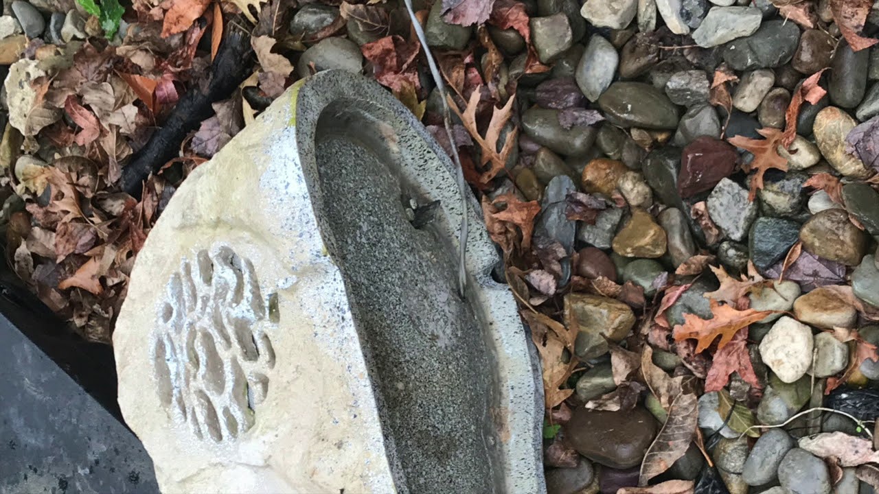 Mice Hiding in Couch Cushions in Freehold, NJ YouTube