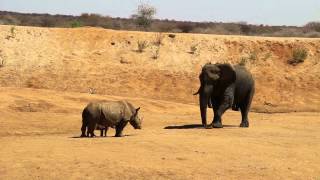 Rhino with calf faces off with an elephant