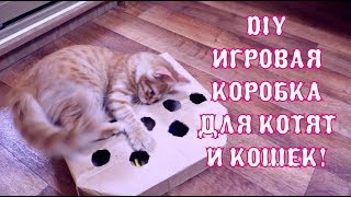 DIY Игровая коробка с шариками для котят и кошек!! The Alice Twins #19 DIY Игровая коробка с шариками для котят и кошек!! The Alice Twins #19