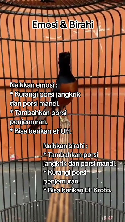 EMOSI DAN BIRAHI MURAI BATU #kicaumania #muraibatu #masteranmuraibatufullisian #kicaumanianusantara