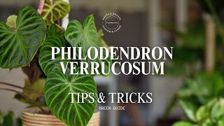 Philodendron verrucosum  Deep Care Guide