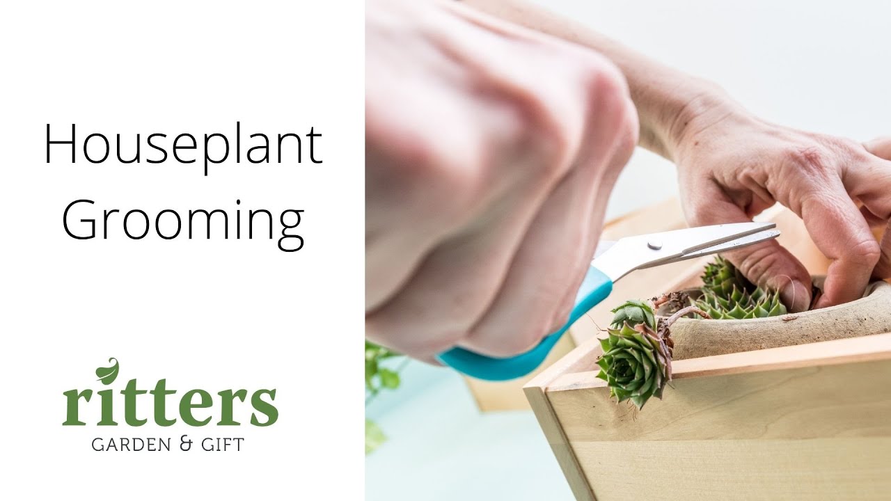 Houseplant Grooming