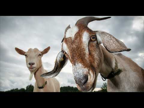 Video: Cabras salvajes: tipos, descripción, distribución, nutrición