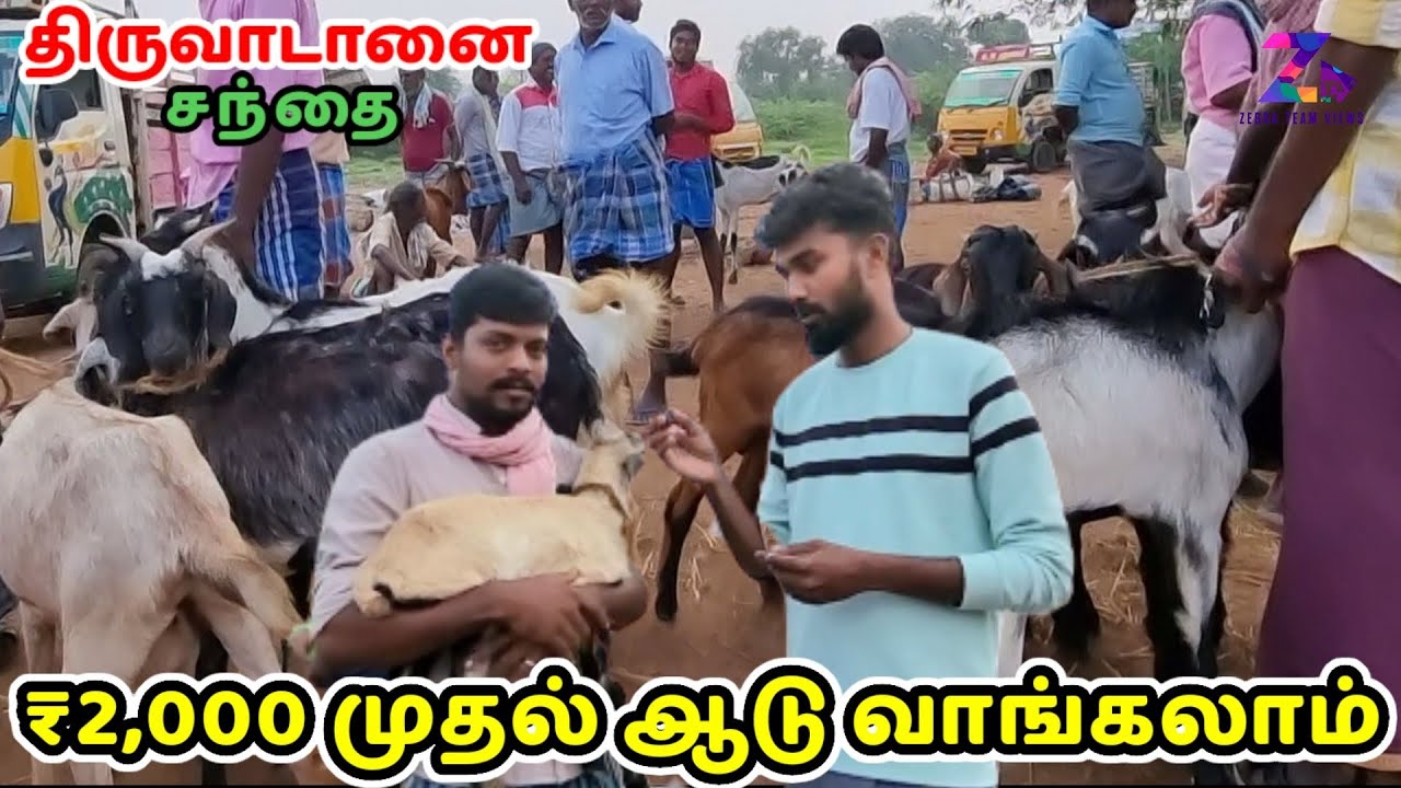 திருவாடானை ஆட்டு சந்தை | 2000 முதல் ஆடு வாங்கலாம் | வார சந்தை | இராமநாதபுரம் மாவட்டம் | #ஆட்டுசந்தை