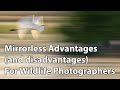 Mirrorless Advantages (and disadvantages) For Wildlife Photography