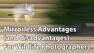 Mirrorless Advantages (and disadvantages) For Wildlife Photography