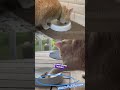 CatGuru Whisker-Relief Bowls | Perfect for Sensitive Cats