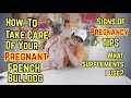 FRENCH BULLDOG | How To Take Care Of Your Pregnant Frenchie | VLOG 26