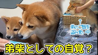 兄柴との距離感を学ぶ子犬