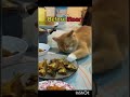 my ramadan routine #islamicshorts #catshorts #cats #ramadan #routines #kunanta #goviral