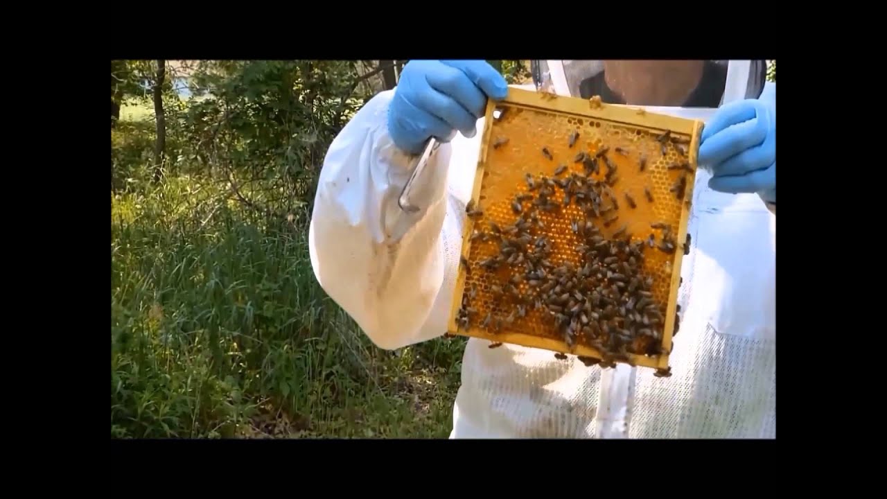 Mini Scoop – Honey Bee - Be Made
