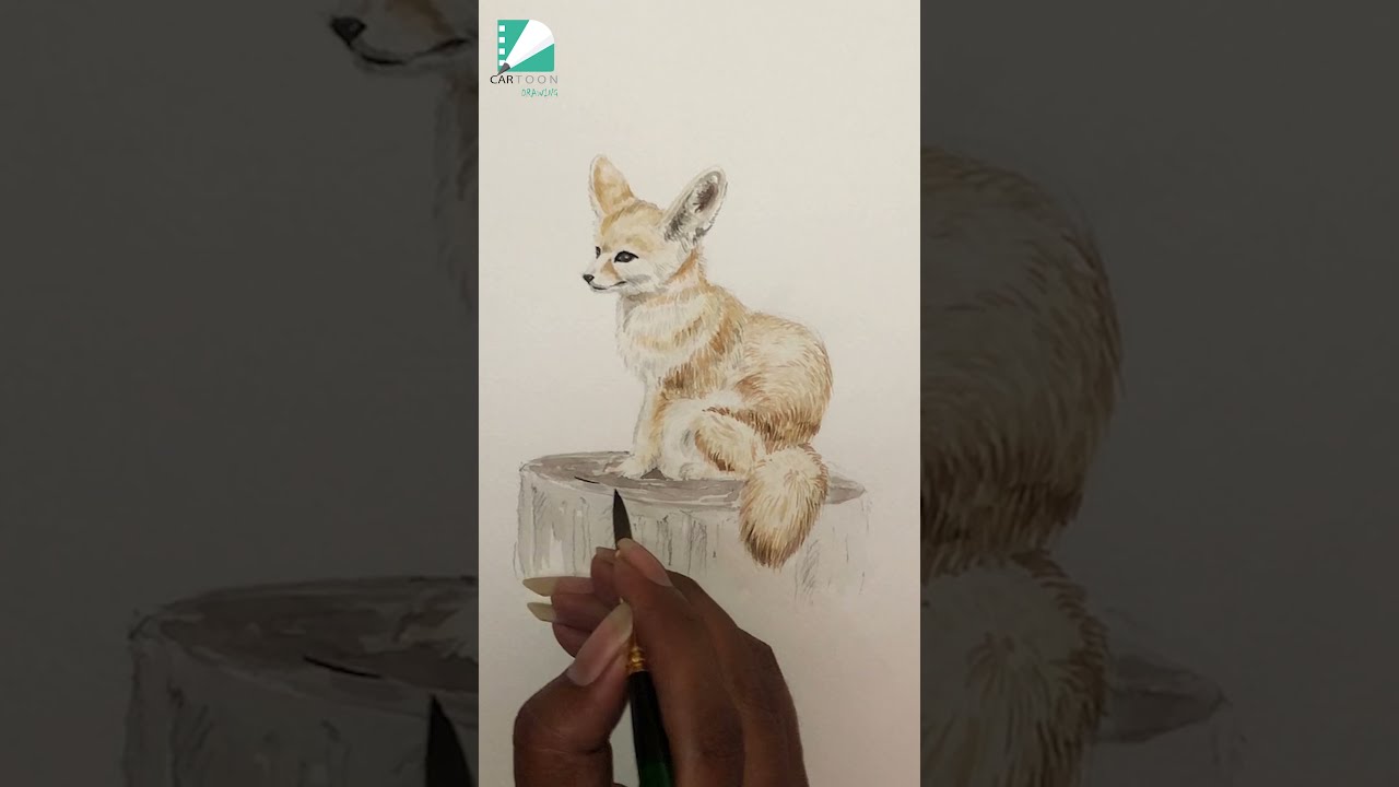 Fennec Fox Drawing 