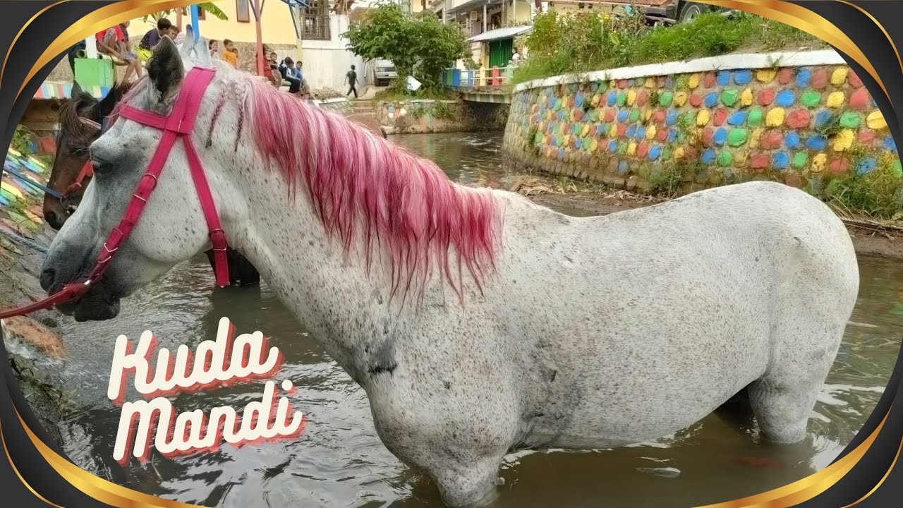 KUDA MANDI DISUNGAI BANYAK SEKALI 😱