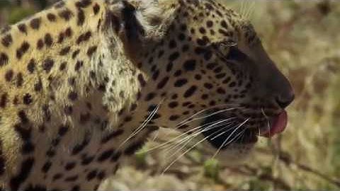 OMG! Giant Python Hunt Leopard Cubs When Mother Leopard Hunting Impala, Anaconda vs Crocodile