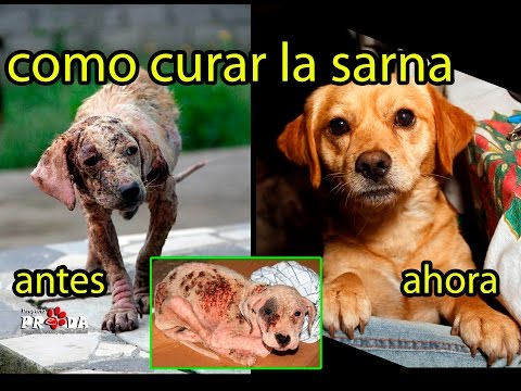 Video: ¿Se puede bañar a los perros mientras está tratando la sarna?