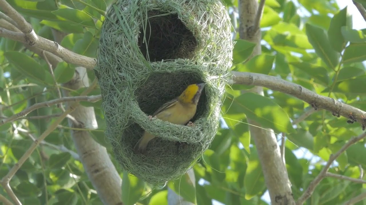 Обитатели пустынь: Птицы