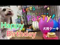 【小型犬マルーキー】一歳の誕生日・パッピーバースデー・犬用ケーキ買ってお祝い