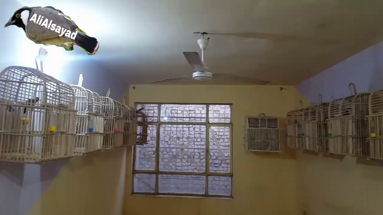 أحلى بلابل أليفات