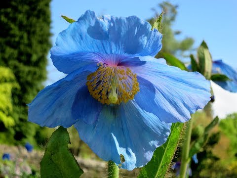 Wideo: Kwiat z niebieskimi kwiatami. Nazwy niebieskich kwiatów, zdjęcie